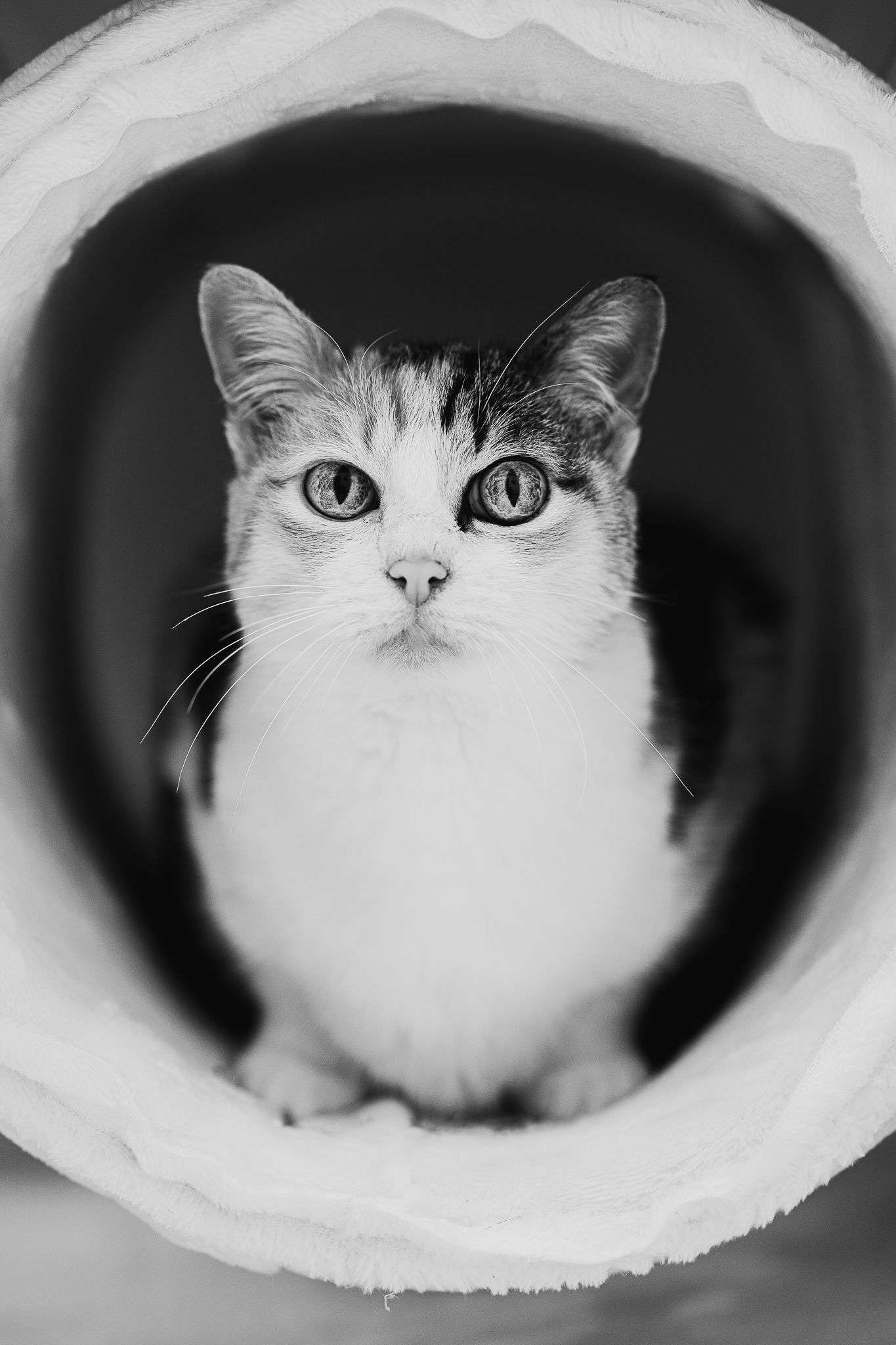 Fotografia mascota colombia verde gato blanco y negro