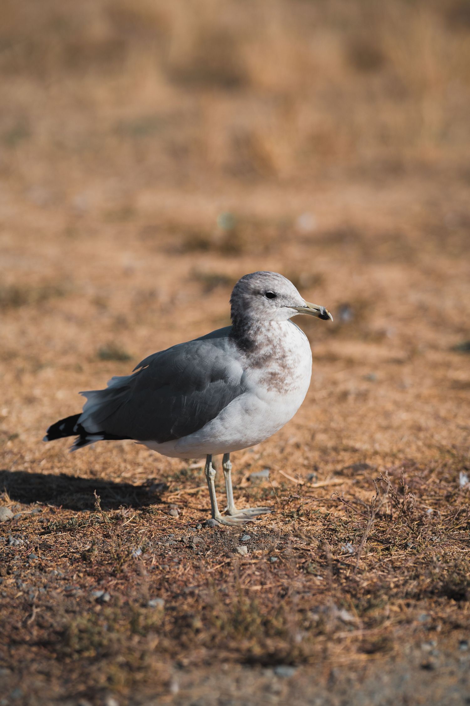 Fotografía Los Ángeles viaje animal