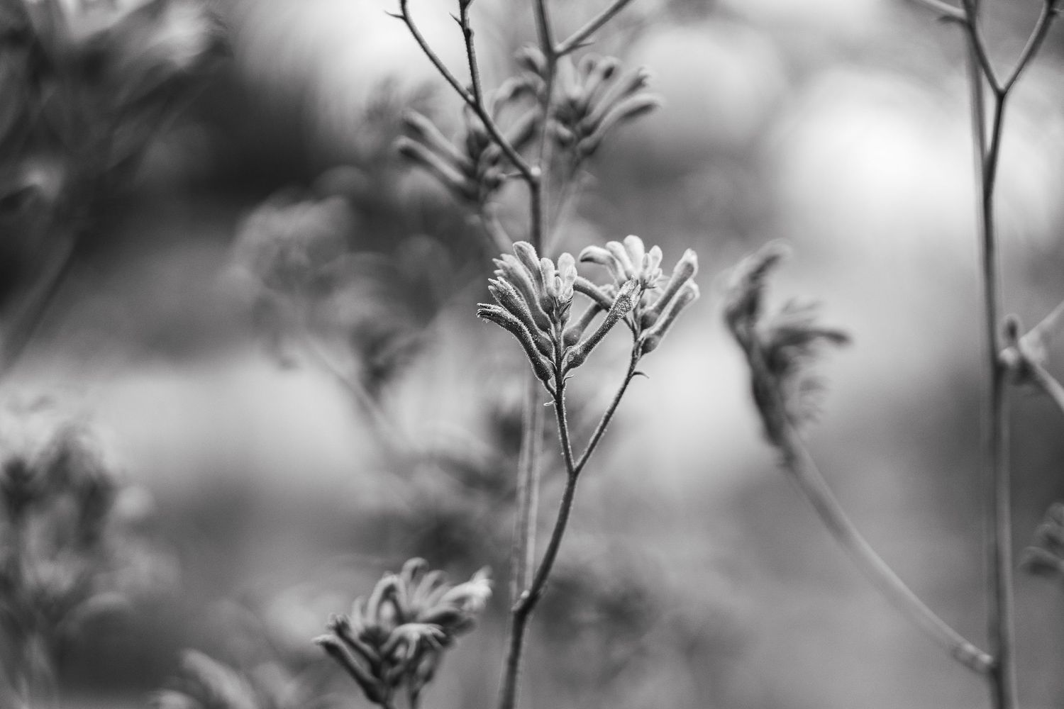 Fotografia naturaleza blanco y negro