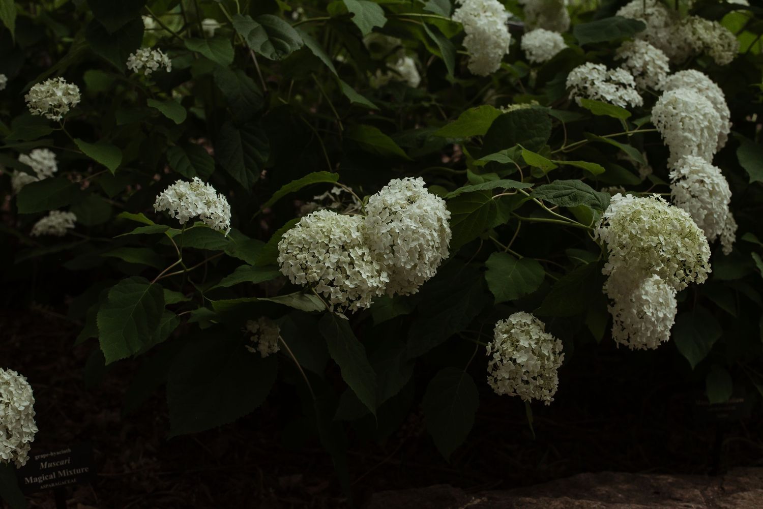 White hydrangea blooms cluster together against dark green foliage in a lush garden setting.