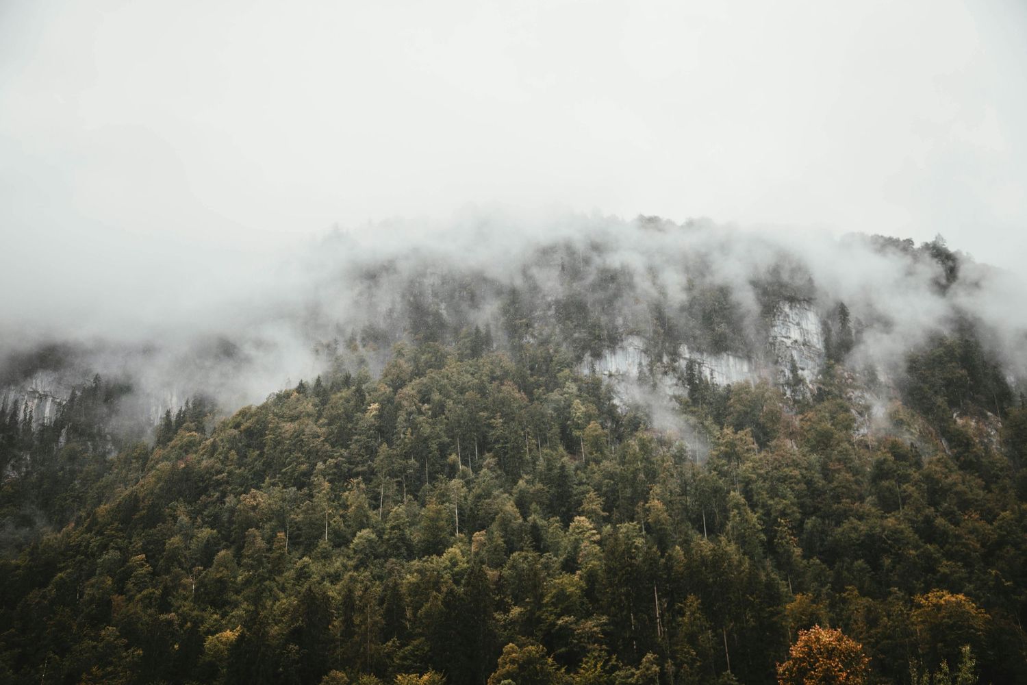 Misty foggy forest covering a hillside with dense evergreen and autumn-colored trees under an overcast sky.