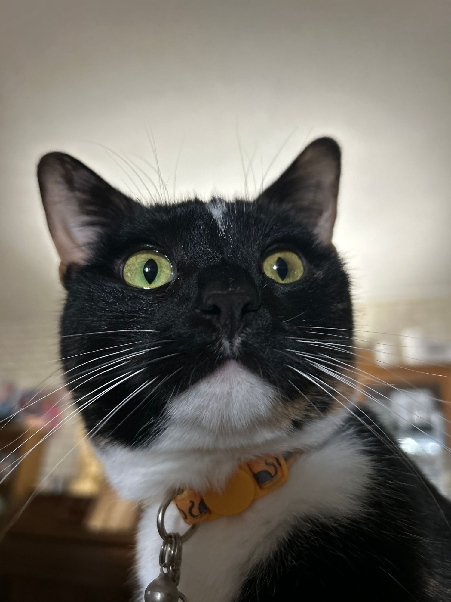 Close-up of a black and white tuxedo cat with bright green eyes wearing an orange collar.