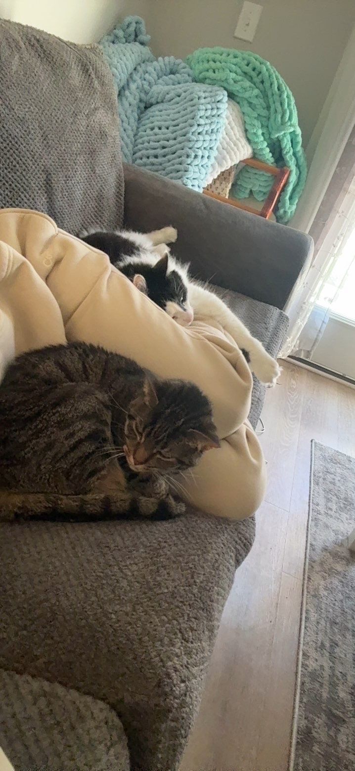 Two cats sleeping peacefully on a gray couch with chunky knit blankets in background.