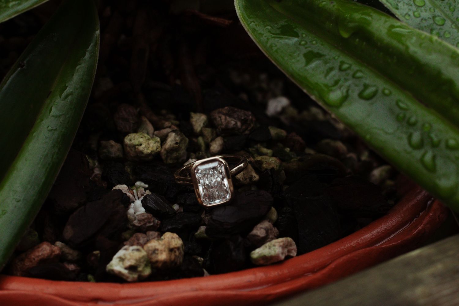 Diamond solitaire engagement ring resting on dark pebbles surrounded by lush green tropical leaves.