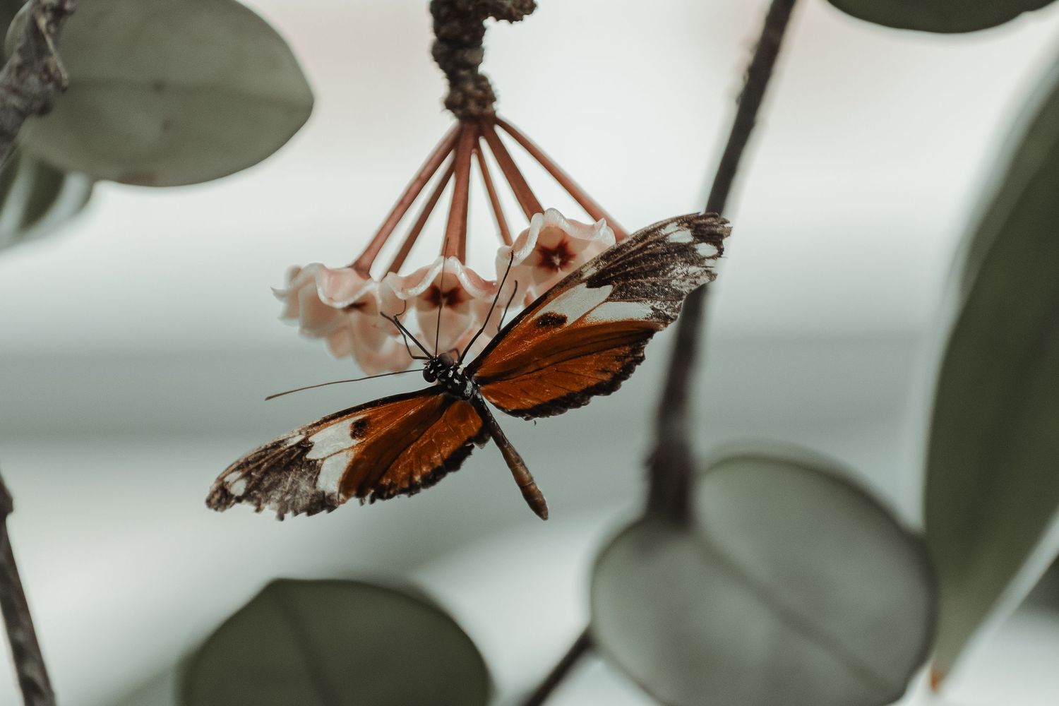 Brown and white butterfly resting on delicate pink flowers among green eucalyptus leaves.