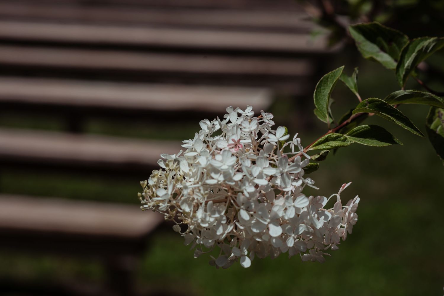 Delicate white hydrangea blooms on a branch with wooden ceremony benches softly blurred in background.