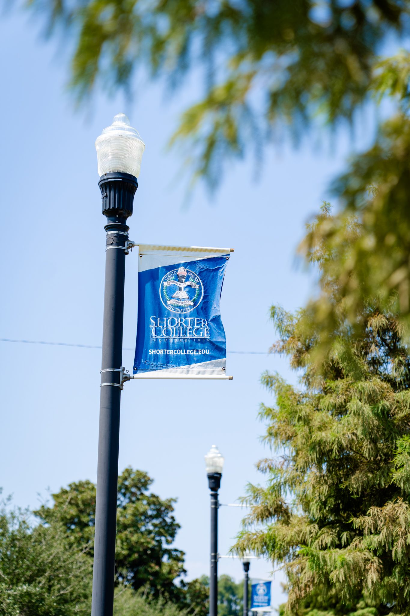 Row of blue university flags mounted on lamp posts along a tree-lined path.