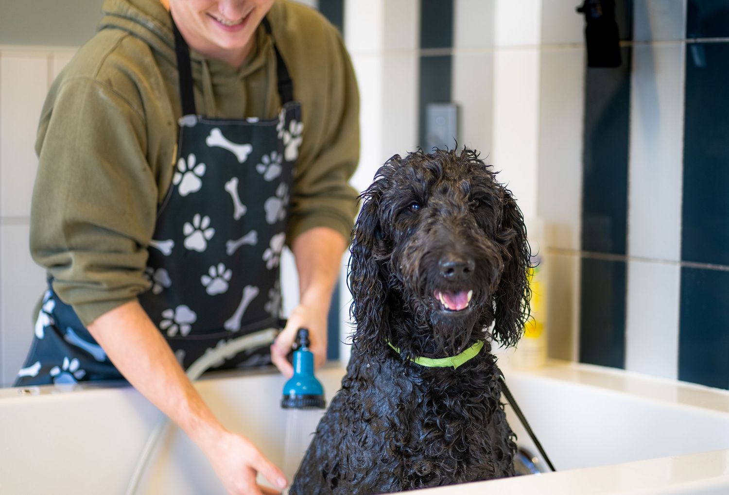 Black curly-haired dog wearing a harness plays with owner during outdoor training session.