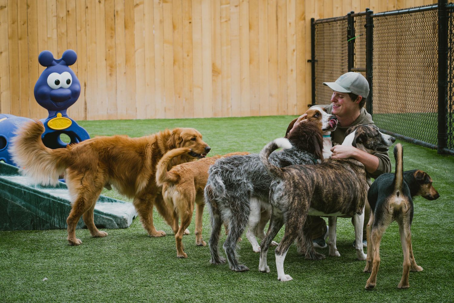 Group of dogs lined up outdoors along wooden fence during playtime.