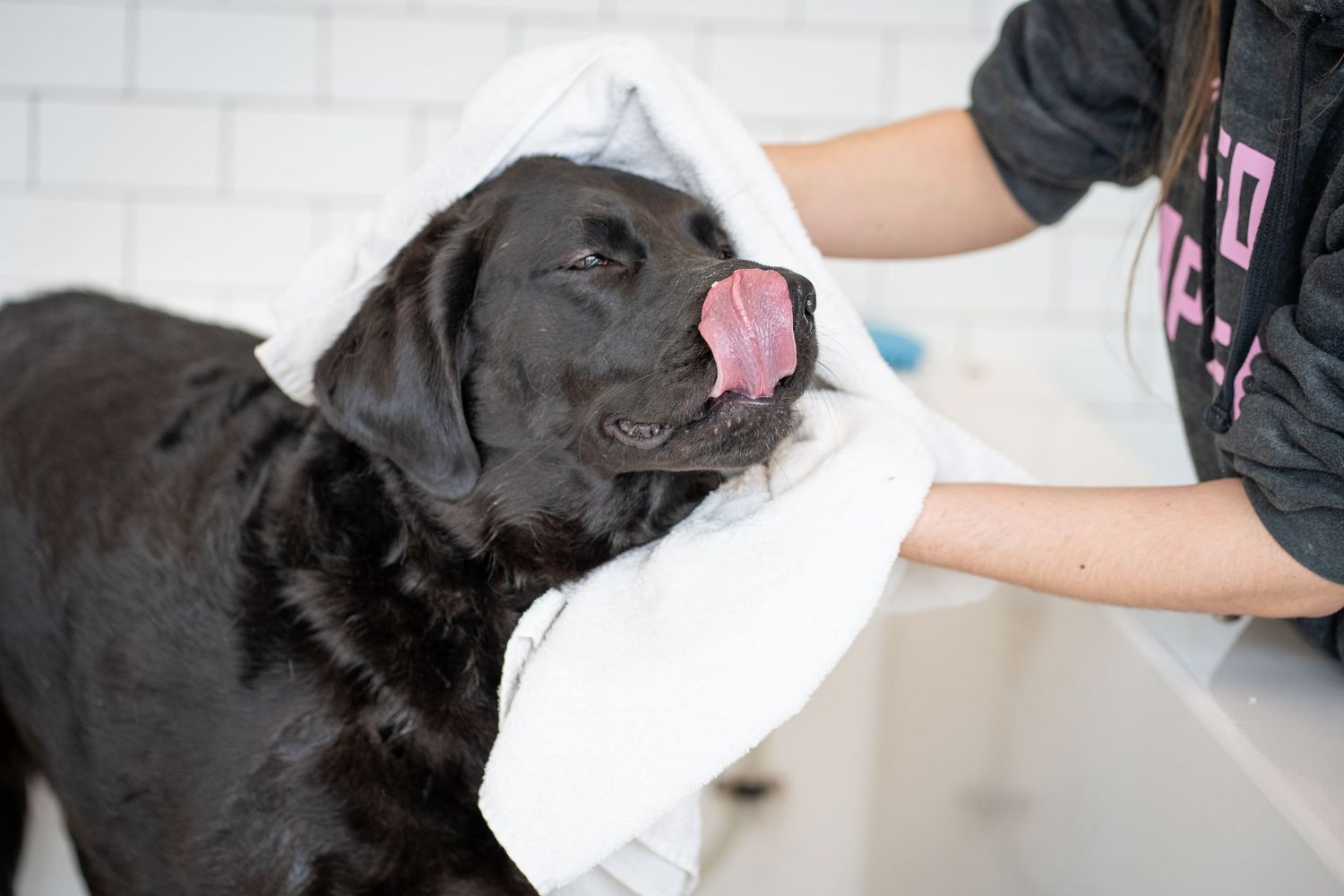 Black Labrador getting dried with white towel during grooming session.