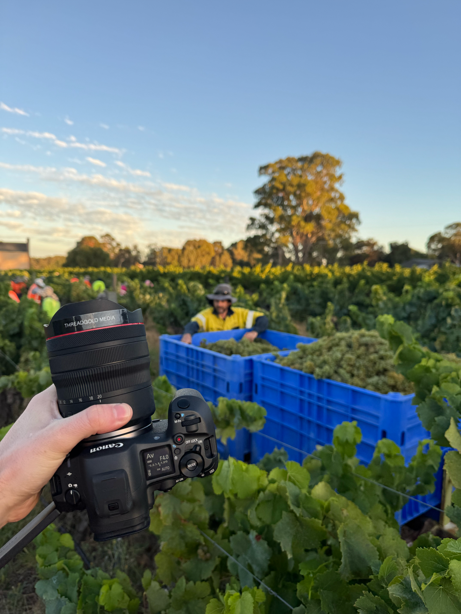 Behind-the-scenes vineyard photography with a professional camera capturing grape harvest in a South Australian winery.