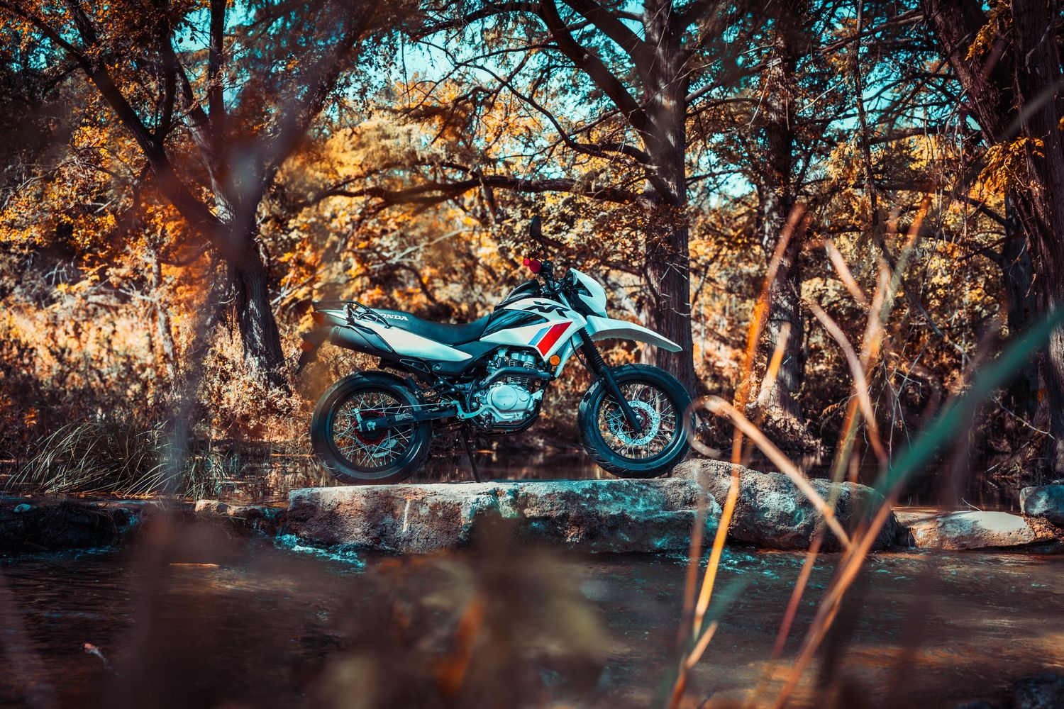 Motorcycle parked among trees with dramatic sunset lighting.