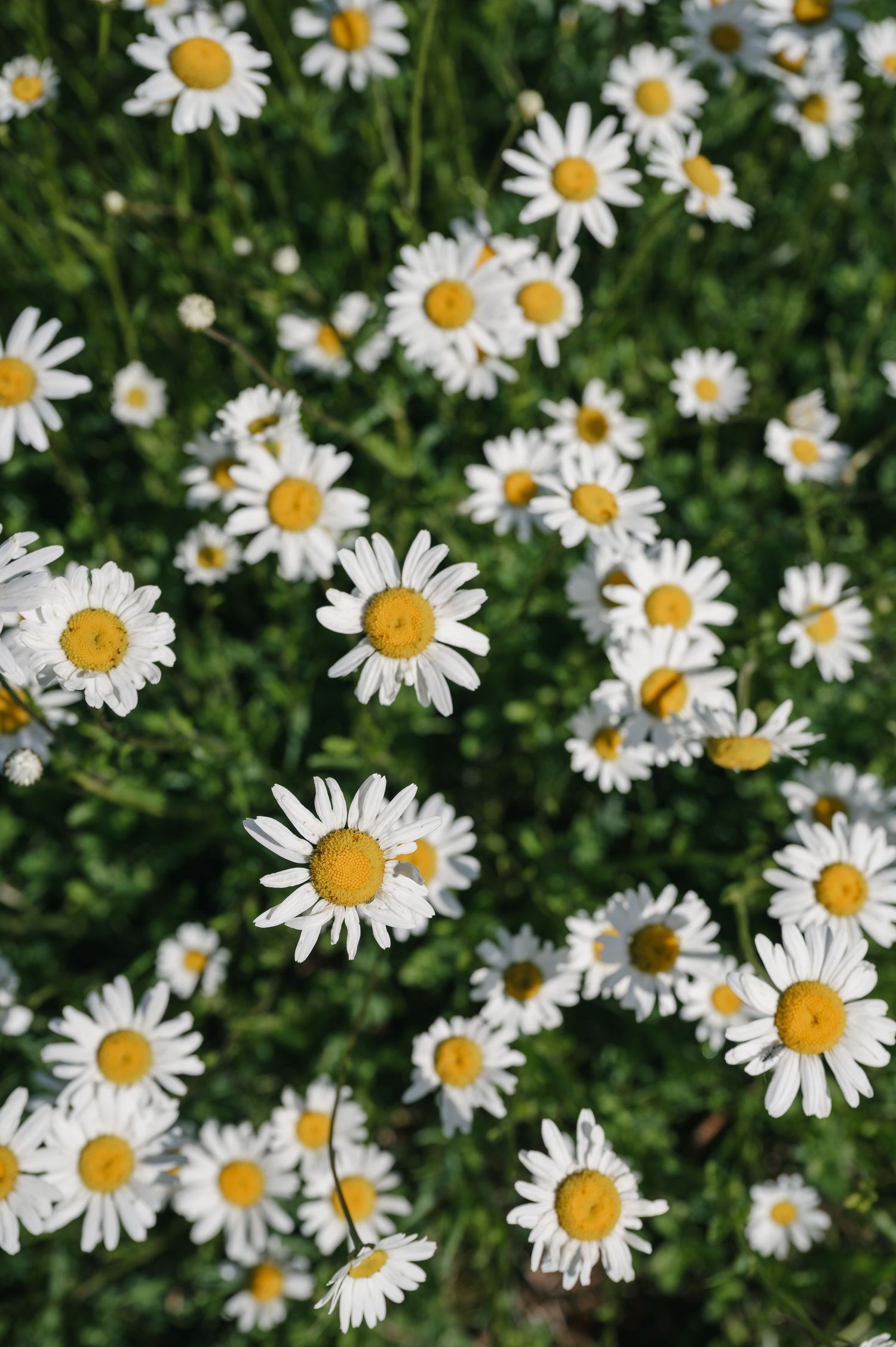 A vibrant field of white daisy flowers with yellow centers blooming among lush green foliage in natural sunlight.