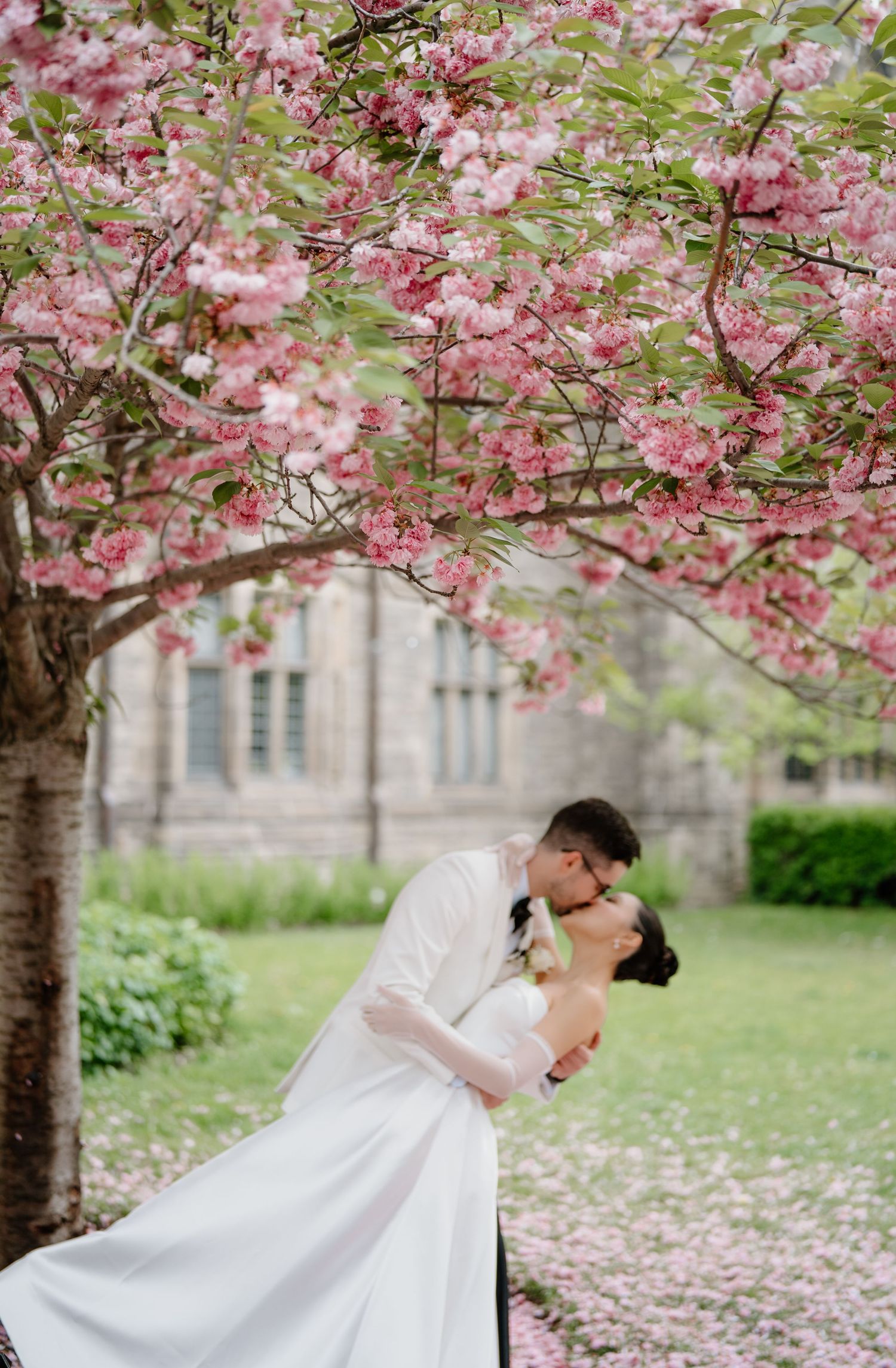 Elegant wedding dance dip pose beneath flowering cherry trees with pink petals falling.