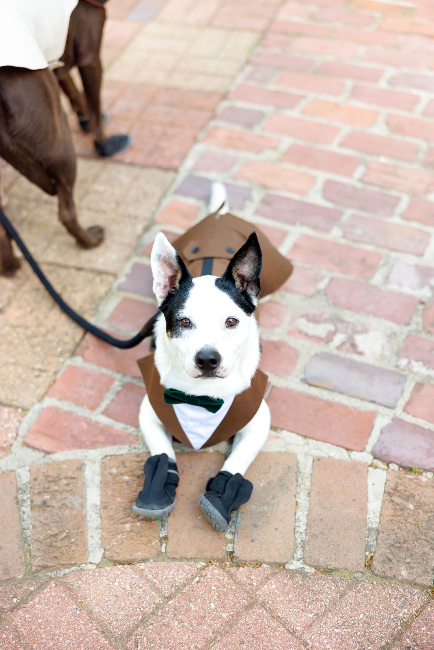 A small black and white dog dressed in a brown costume with booties sits on a brick paved path.