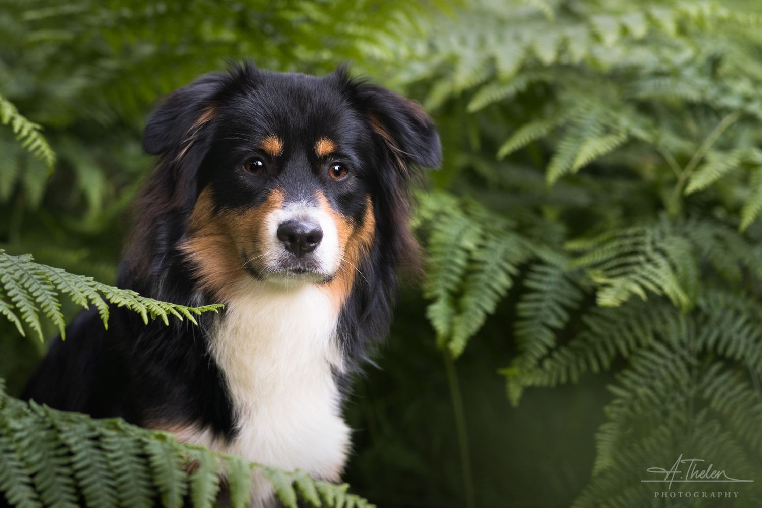 Portrait of a young mini American shepherd dog among the ferns, Vancouver Island