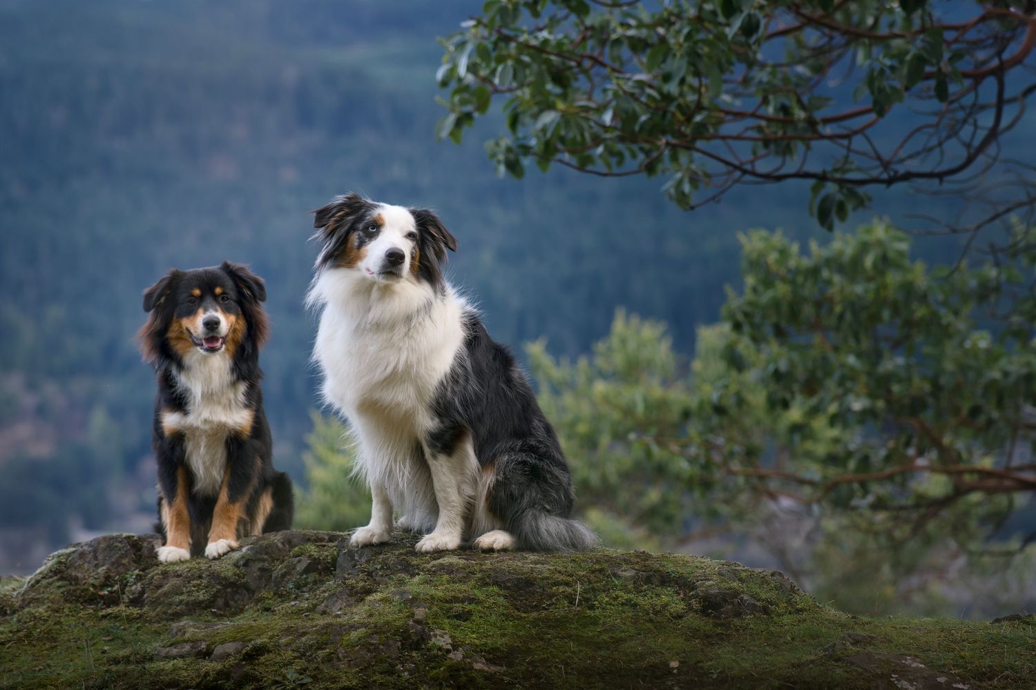 Portrait of two mini American Shepherds, Vancouver Island