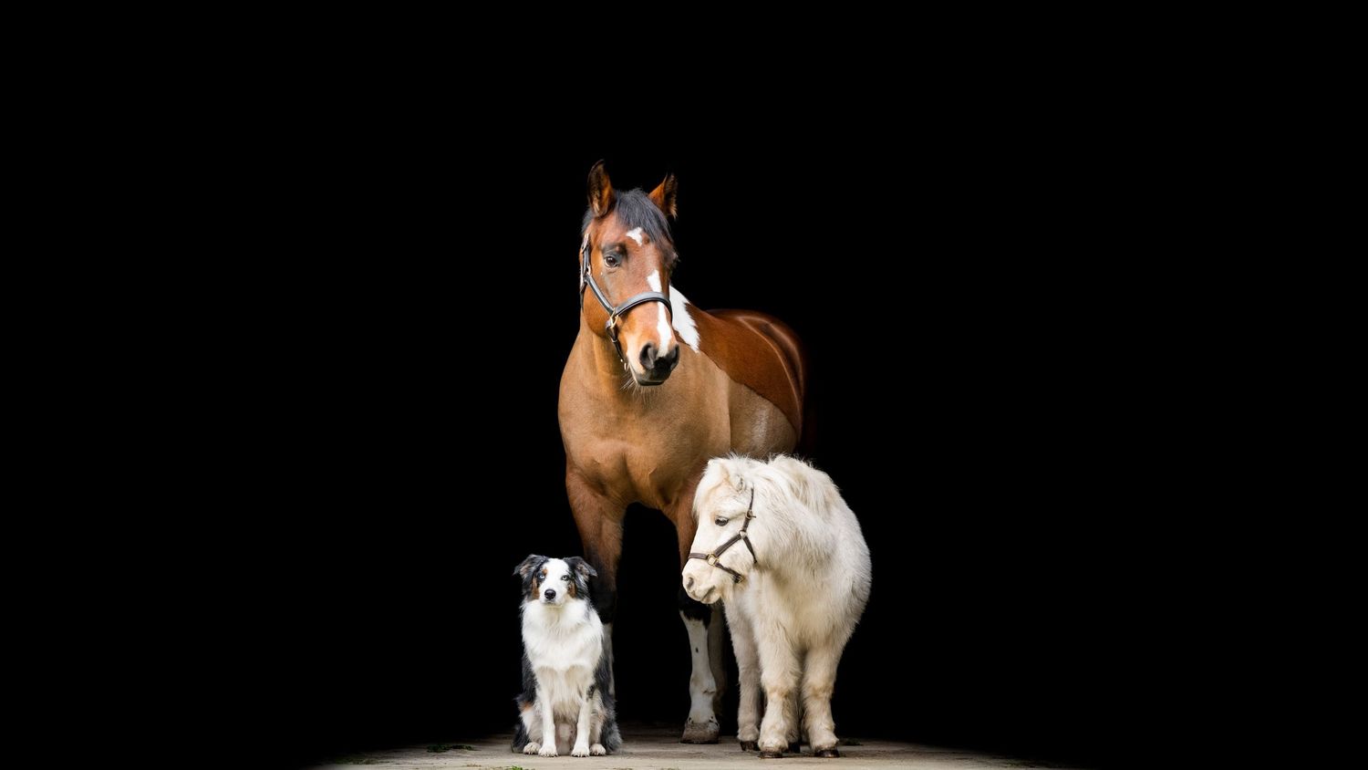 Portrait of a horse, pony and dog