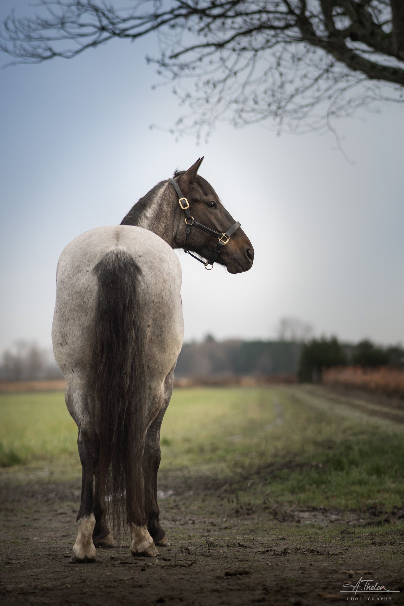 Portrait of a blue roan horse facing away from the camera and looking back