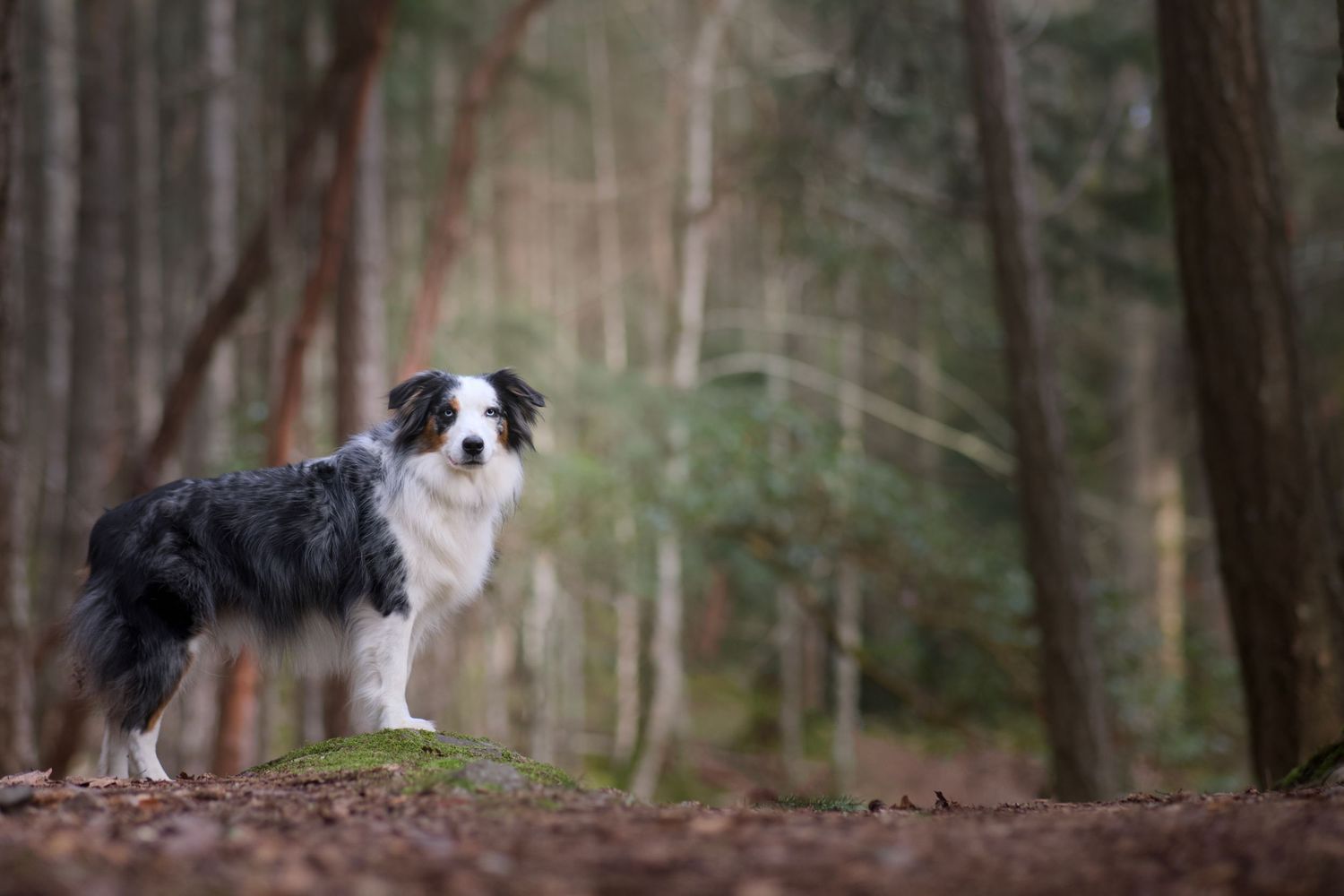 Portrait of a blue merle mini American shepherd in the forest, Vancouver Island