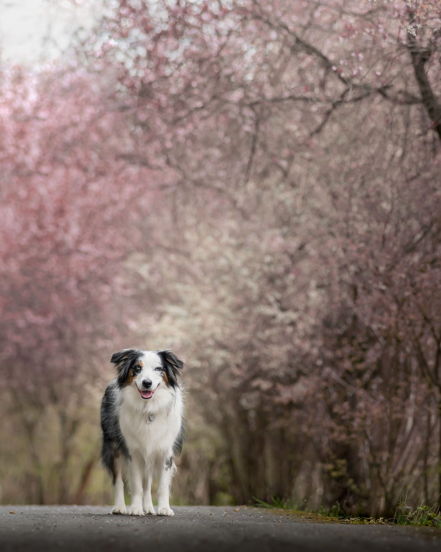 Portrait of a mini American Shepherd among pink blossoming trees. Taken in Nanaimo BC, Vancouver Island