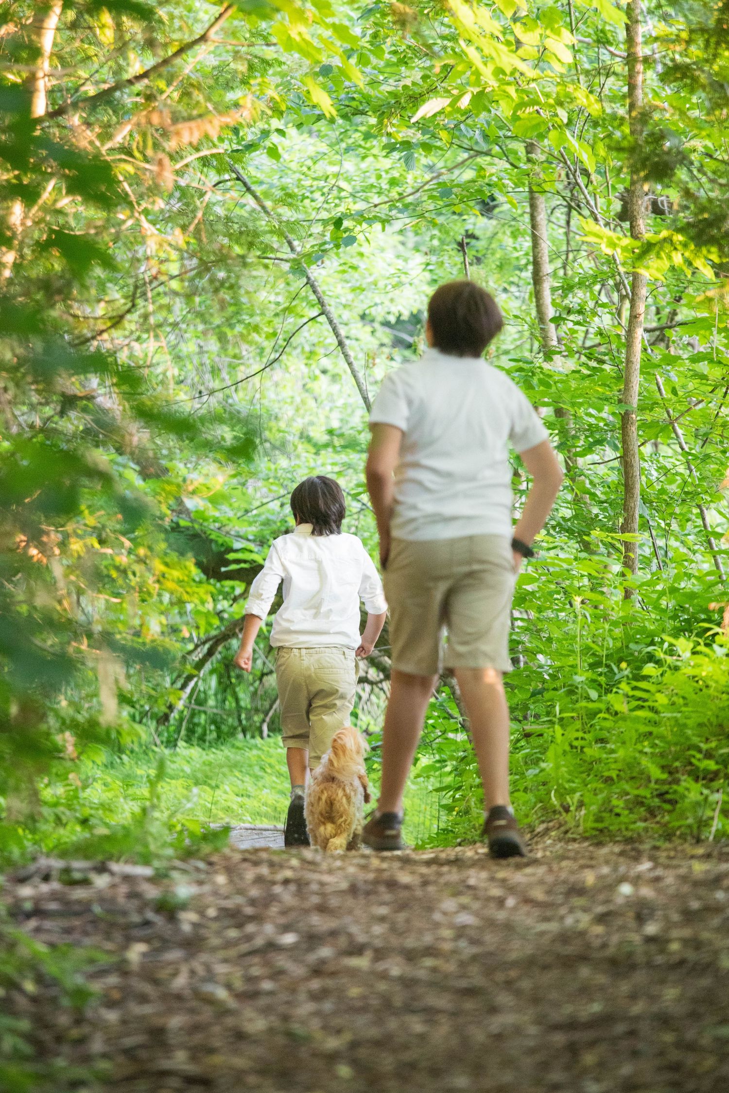 Two boys walk a golden dog along a sunlit forest trail.
