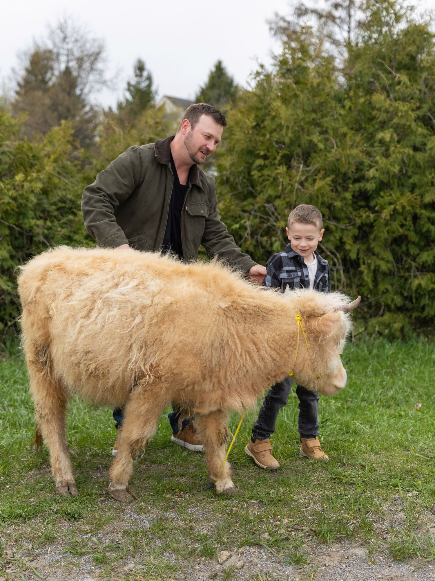 A man and young boy pet a fluffy golden miniature Highland cow on a green grassy field outdoors.