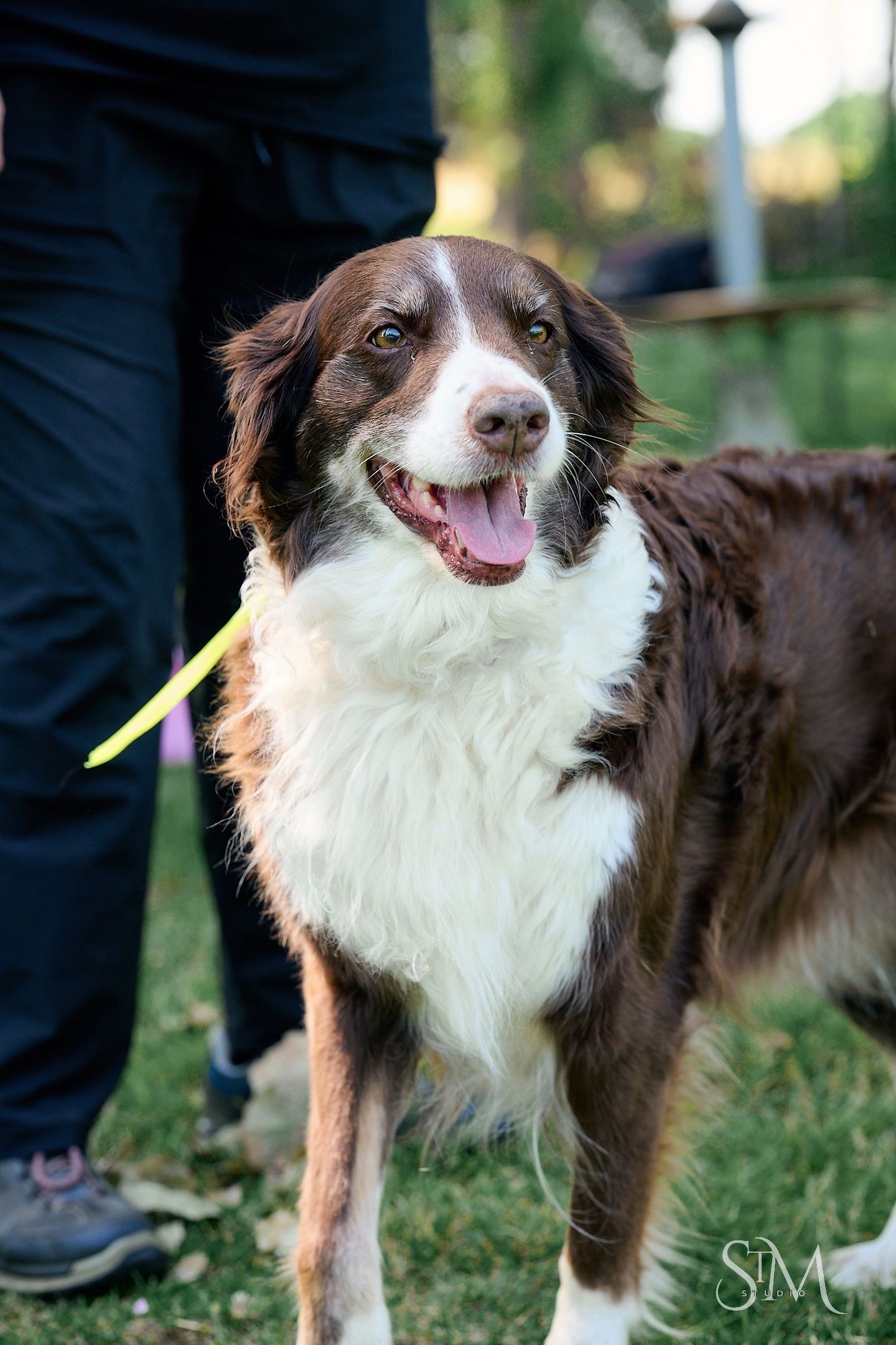 A happy brown and white Border Collie dog smiles with tongue out, wearing a yellow leash outdoors.