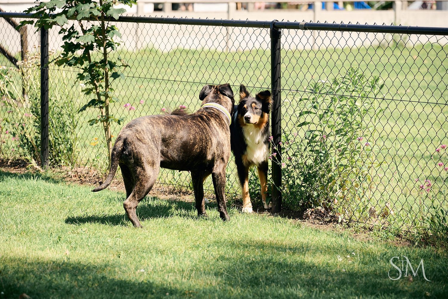 Two dogs, a brindle Boxer and a Collie mix, standing together near a chain-link fence.