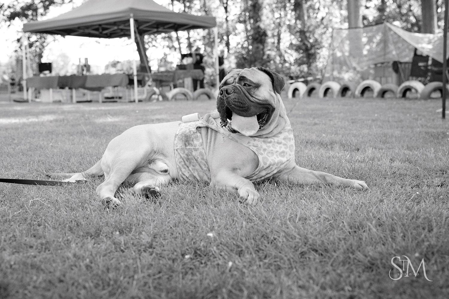 Black and white photo of two bulldogs playing together on green grass at an outdoor event.