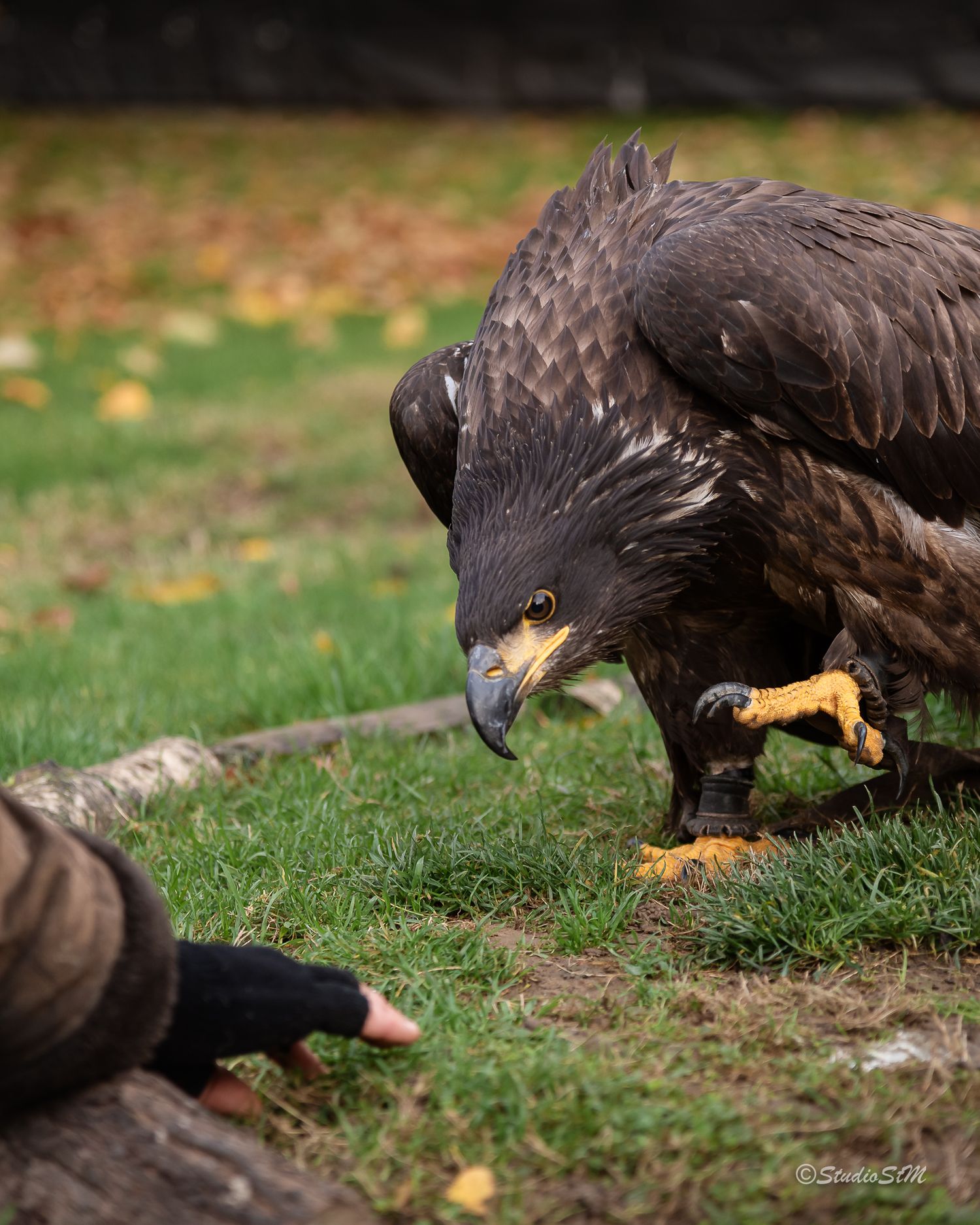 A dark juvenile bald eagle crouches on grass, eyeing a gloved human hand nearby, with autumn leaves in the background.