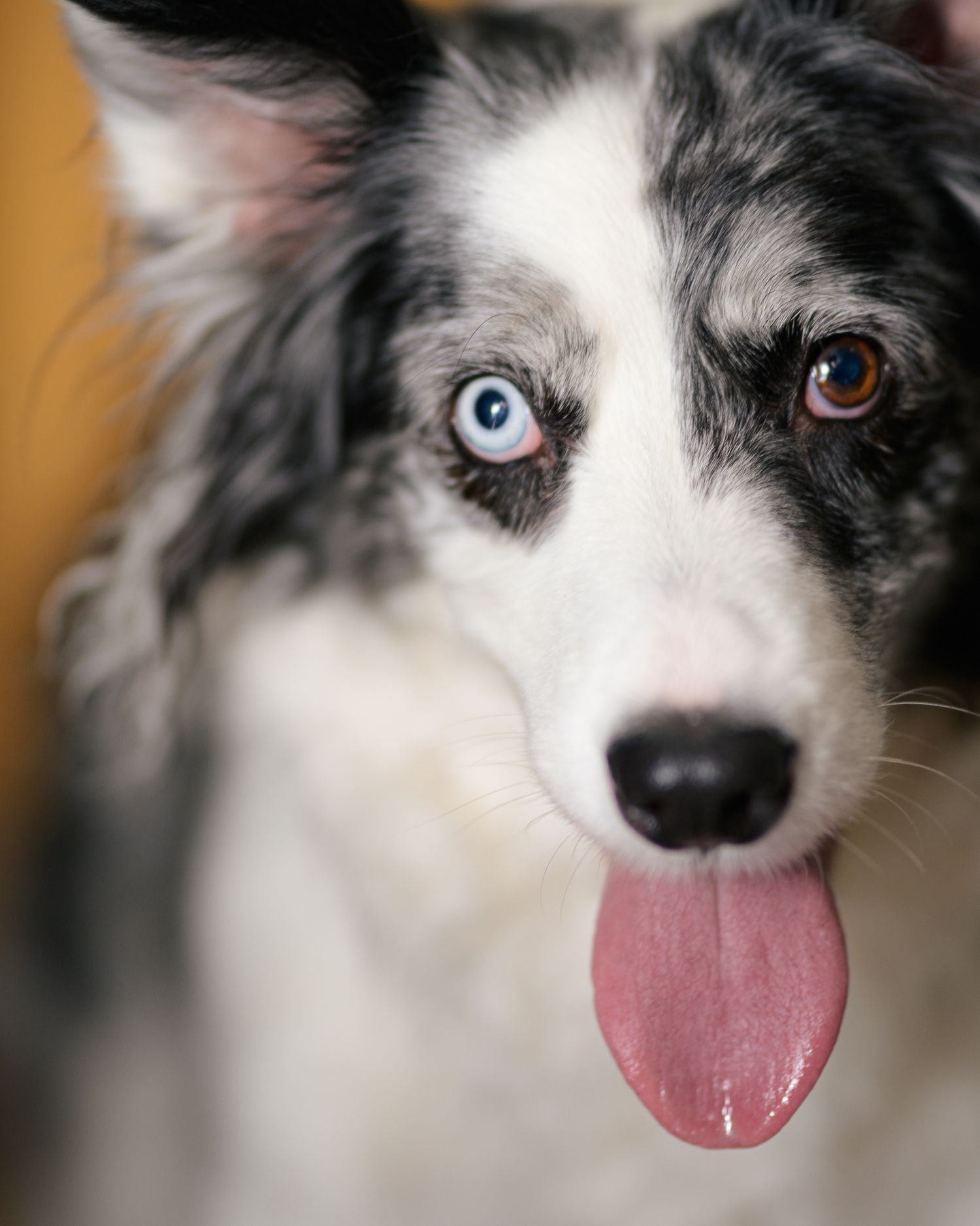 A blue and brown-eyed merle Border Collie with tongue out, showing heterochromia.