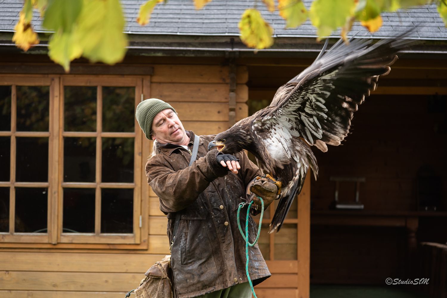 Falconer in green hat holds large eagle with spread wings outdoors near wooden cabin.