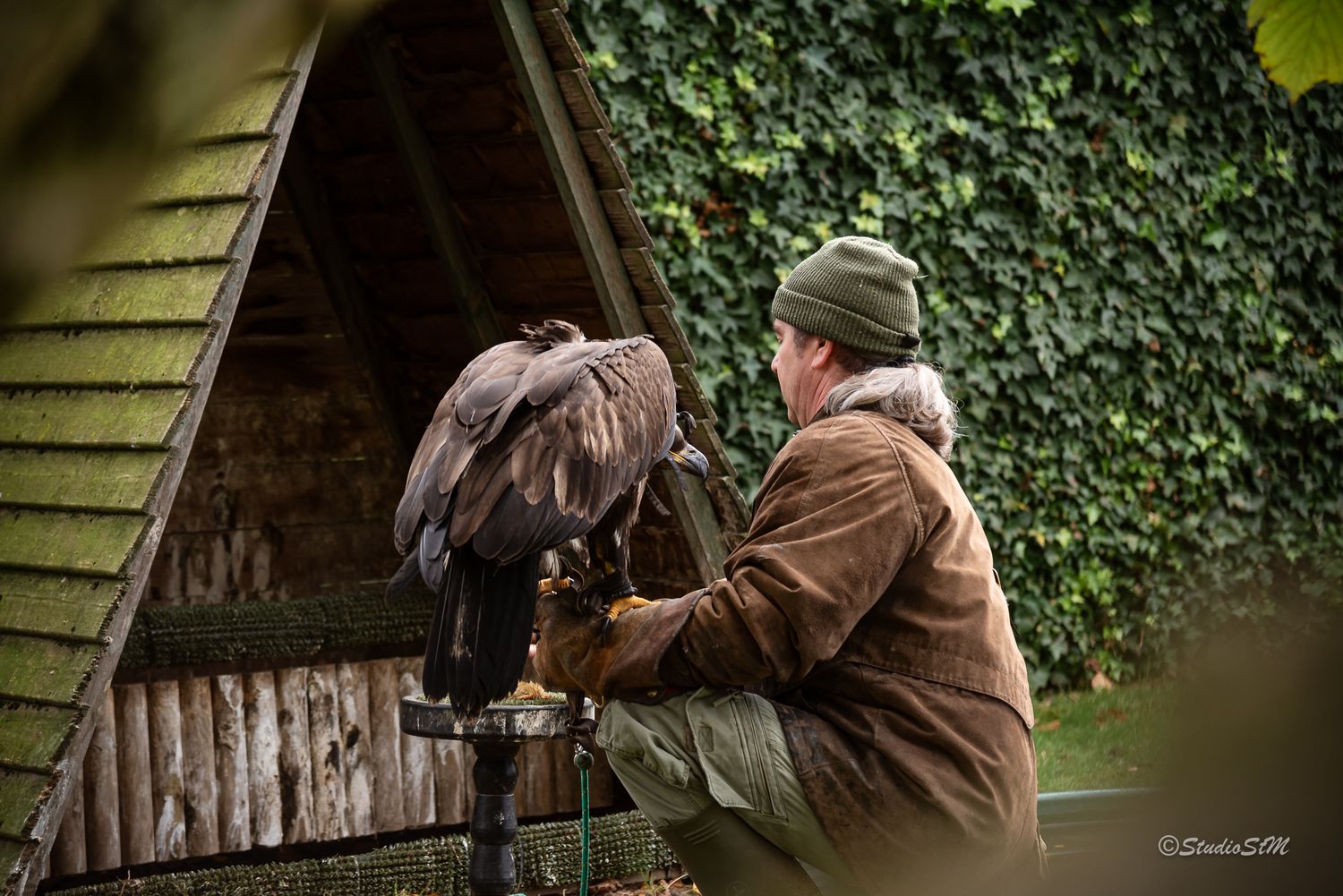 Falconer in green hat handles large bird of prey near ivy-covered wooden shelter outdoors.