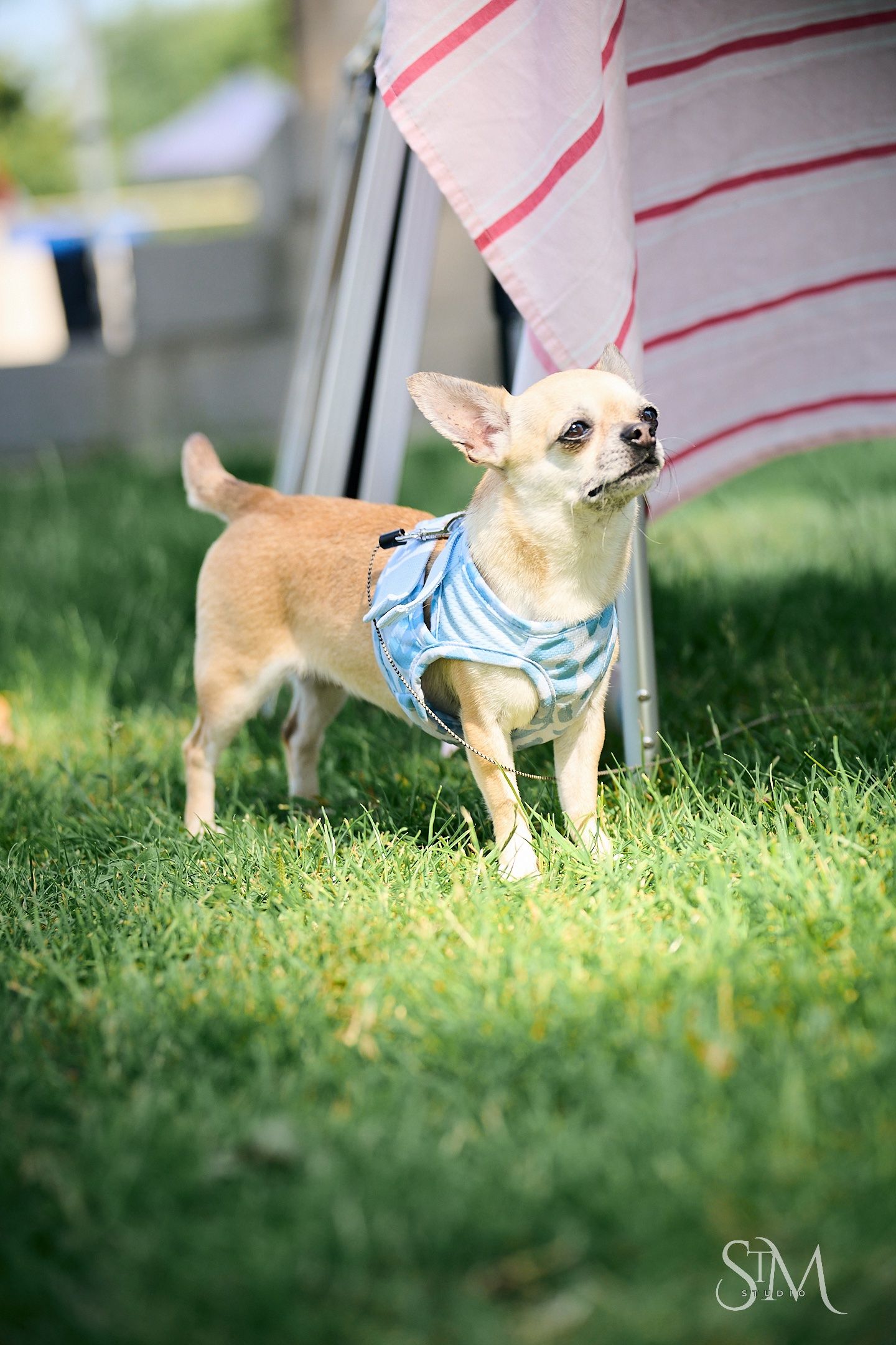 A tiny Chihuahua wearing a blue striped shirt stands on green grass outdoors near a striped fabric backdrop.