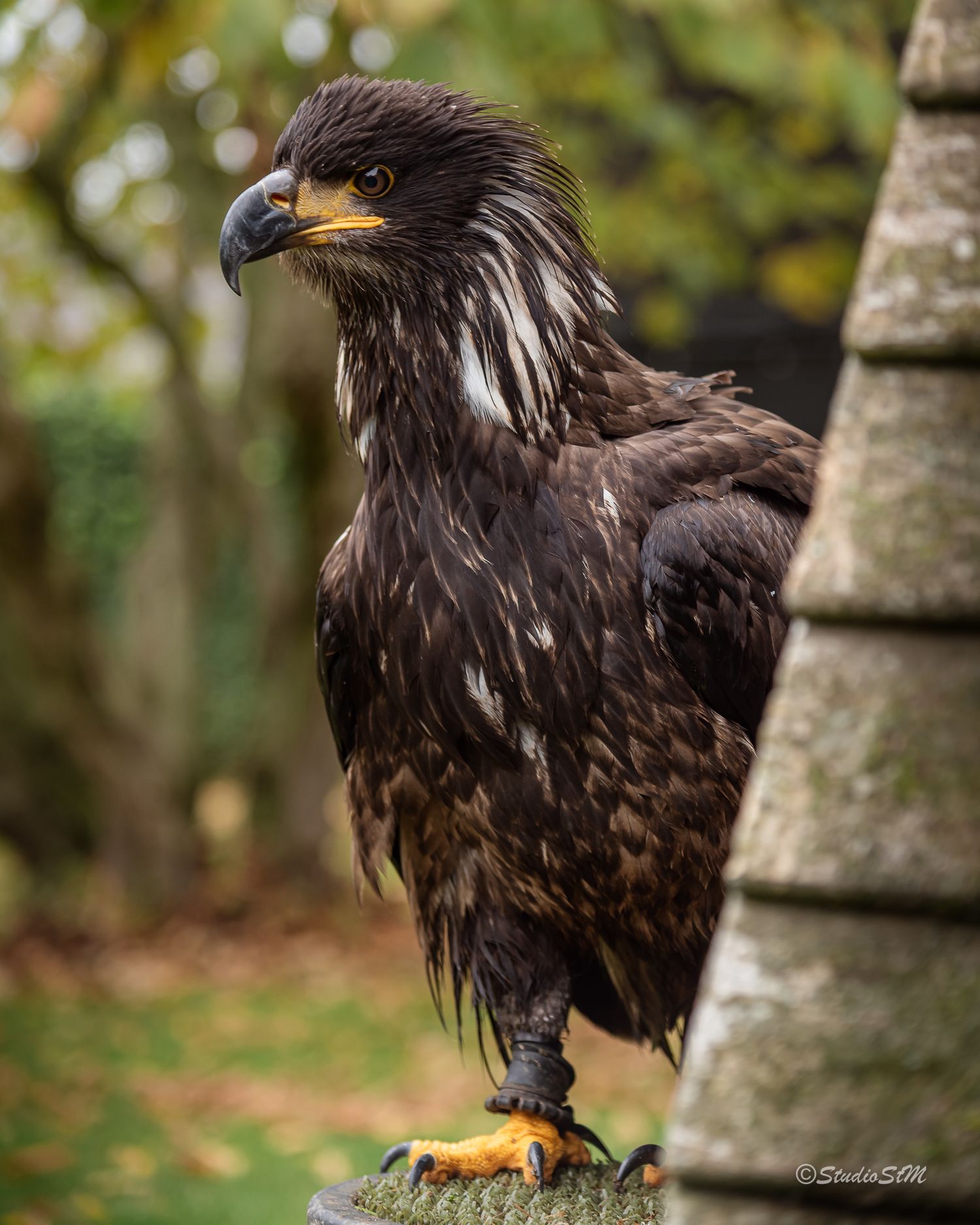 Juvenile bald eagle perched on a post, displaying brown plumage and yellow talons against a blurred green background.