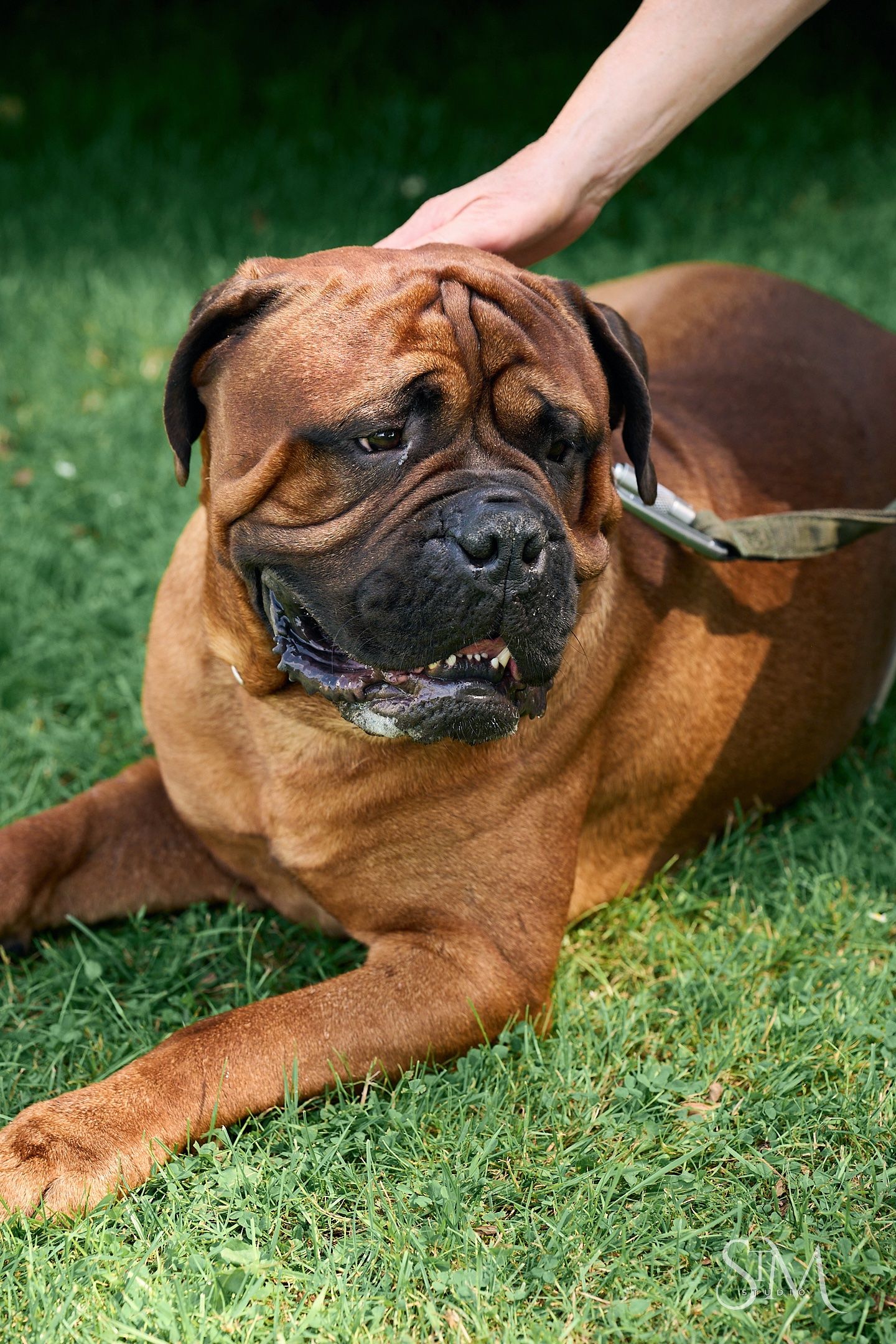 A large brown Bullmastiff dog lying on green grass being petted by a human hand while wearing a collar.
