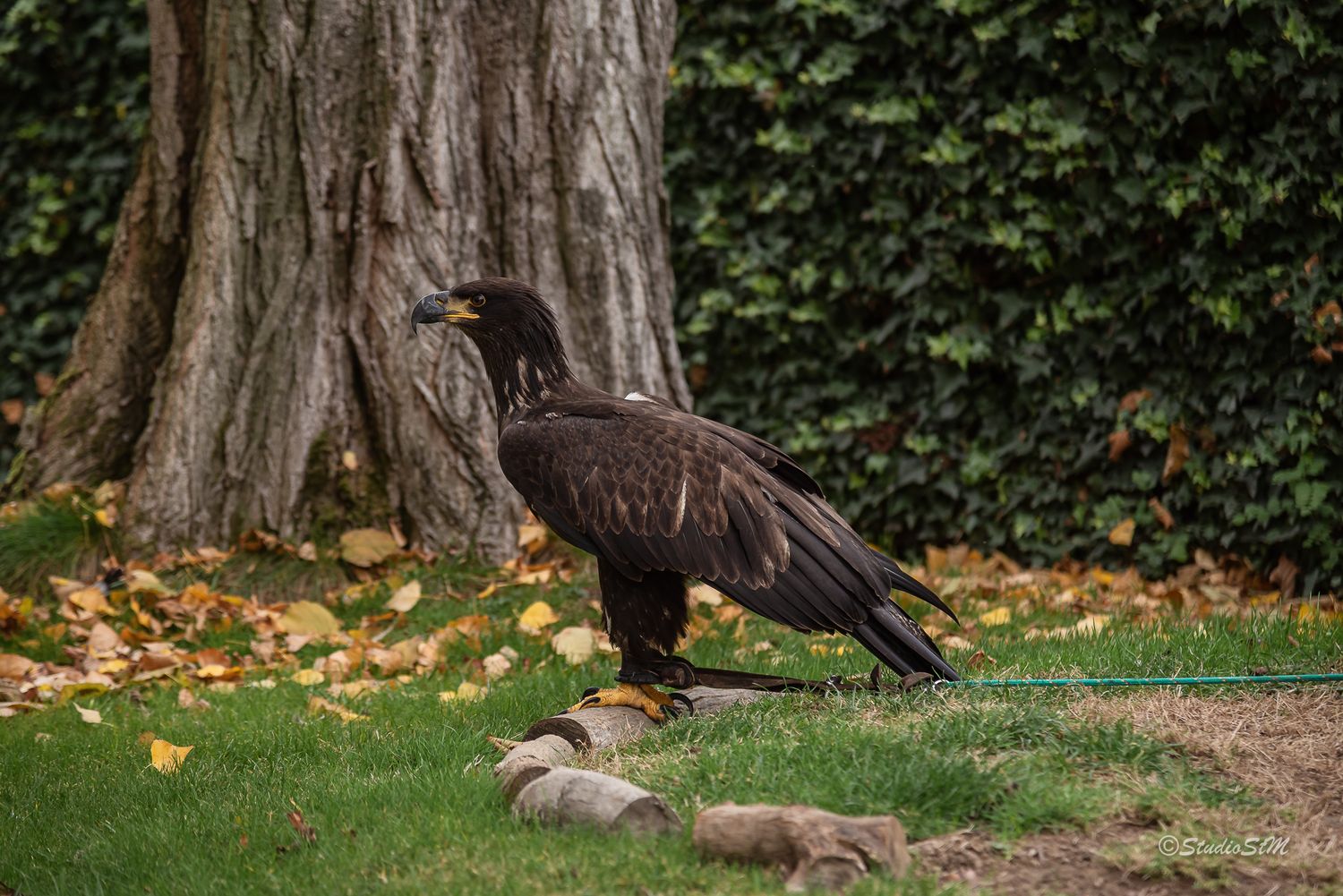 A large black eagle stands on green grass near a tree trunk surrounded by fallen autumn leaves.