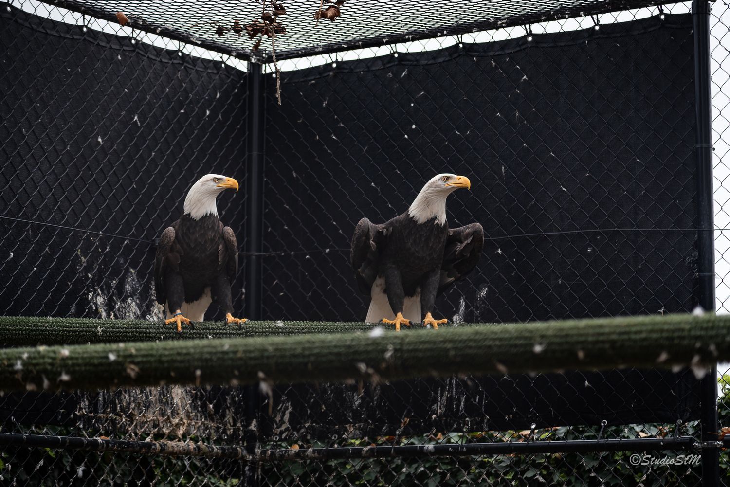 Two bald eagles perched on a branch inside a wire enclosure, with white heads and dark feathers visible.