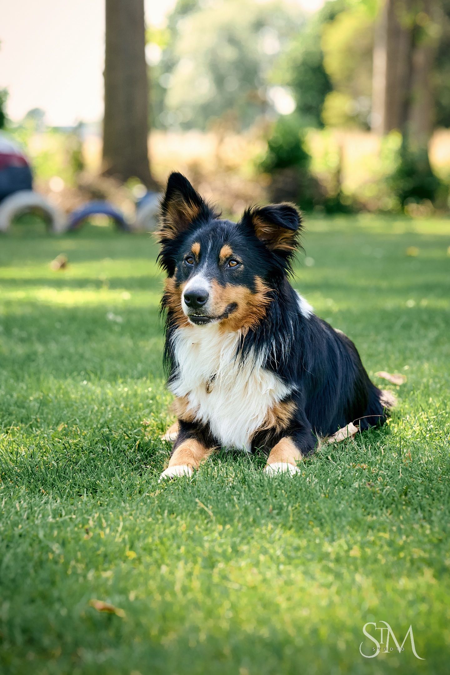 A tricolor Border Collie lies on lush green grass in a sunny park, looking alert and calm.