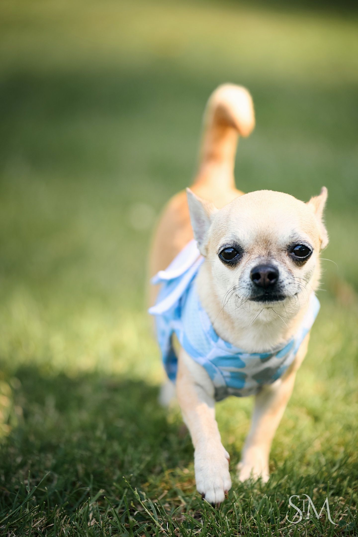 A small Chihuahua wearing a blue outfit runs across green grass, looking directly at the camera.