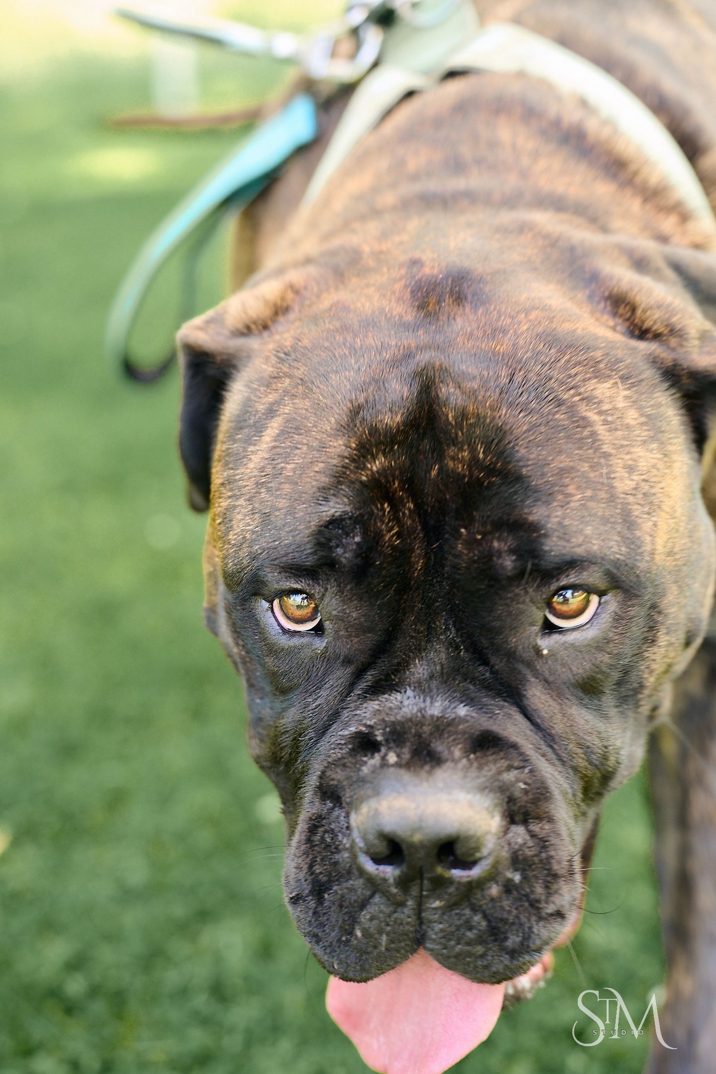 Close-up portrait of a brindle Boxer dog with tongue out wearing a teal harness on green grass.