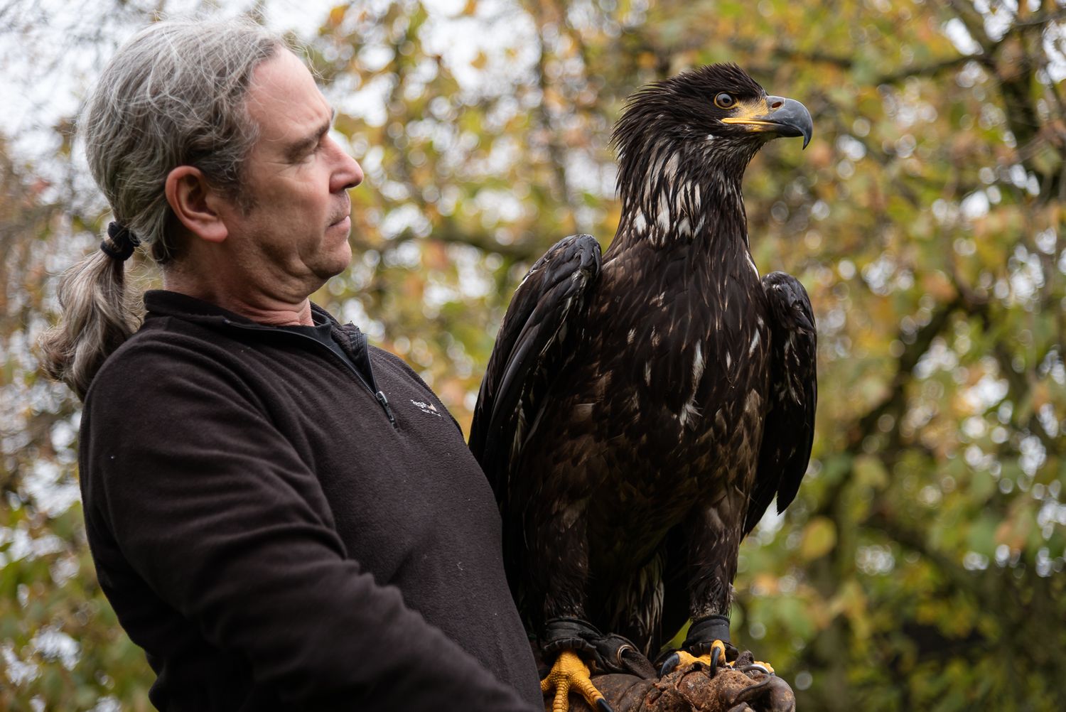 A falconer holds a large eagle on his gloved hand in an autumn outdoor setting.