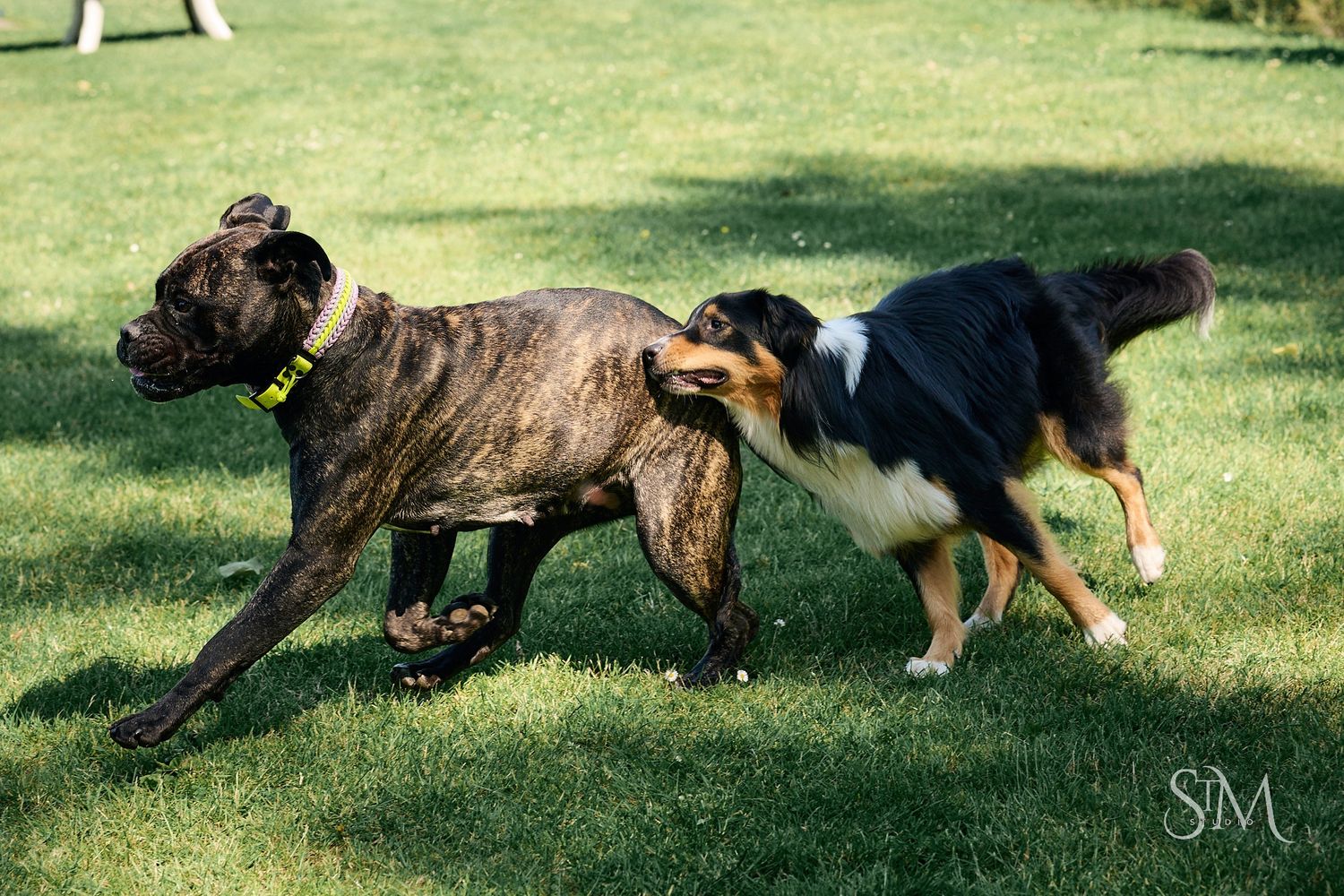 Two dogs, a brindle boxer and a tricolor Australian Shepherd, playing together on a lush green grass lawn.