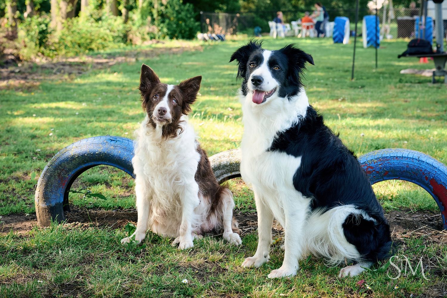 Two border collies sitting on a blue curved bench in a grassy park, one brown and white, one black and white.