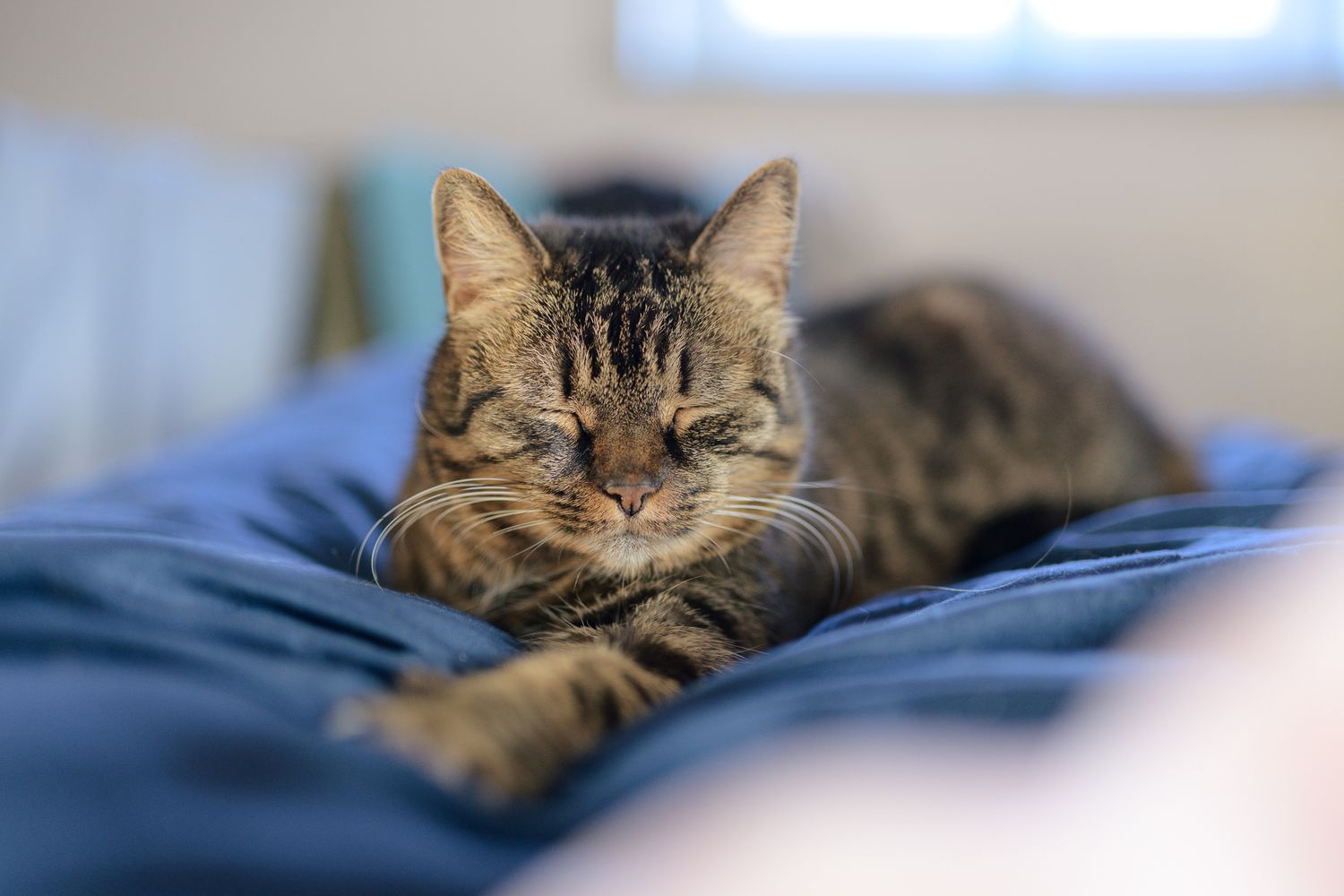 A tabby cat resting peacefully on a blue blanket, with eyes half-closed in a relaxed, cozy indoor setting.