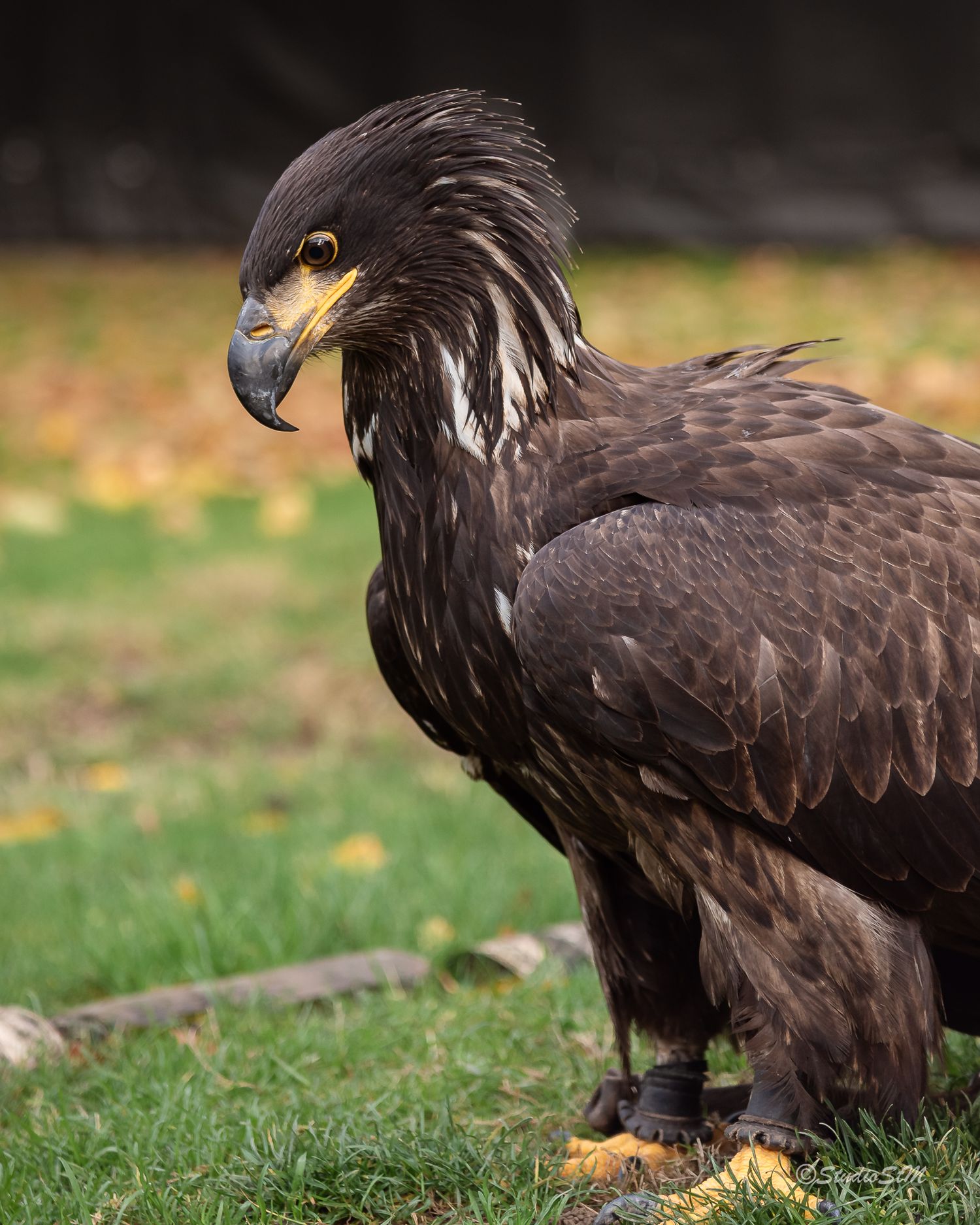 A majestic juvenile bald eagle with dark brown plumage and yellow beak stands alert on green grass.