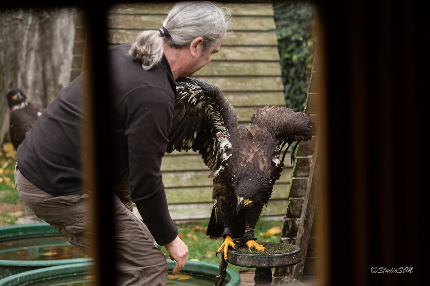 A falconer handles a large eagle with spread wings outdoors near wooden benches in a garden setting.