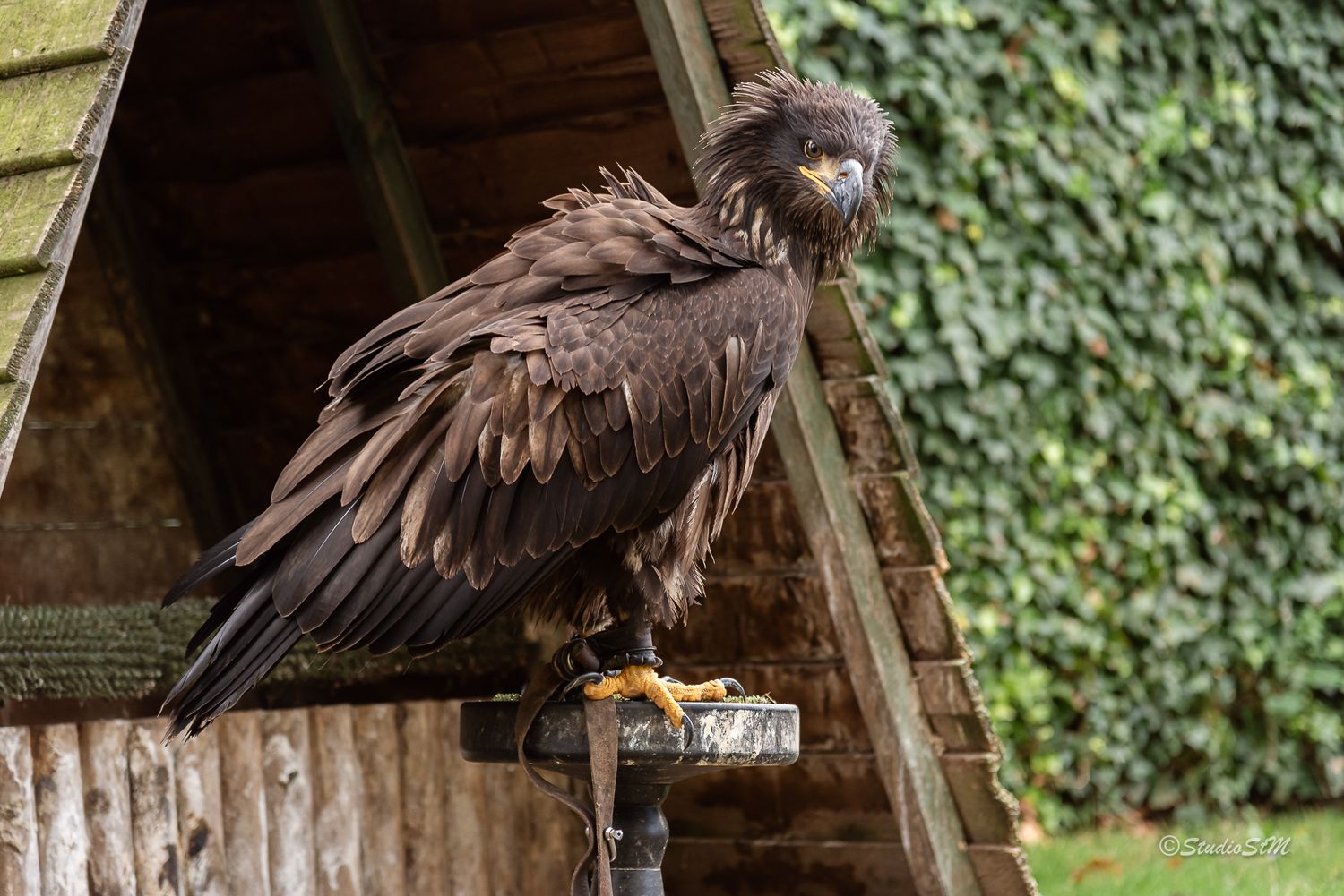 A large brown eagle perched on a wooden structure with ivy-covered wall in the background.