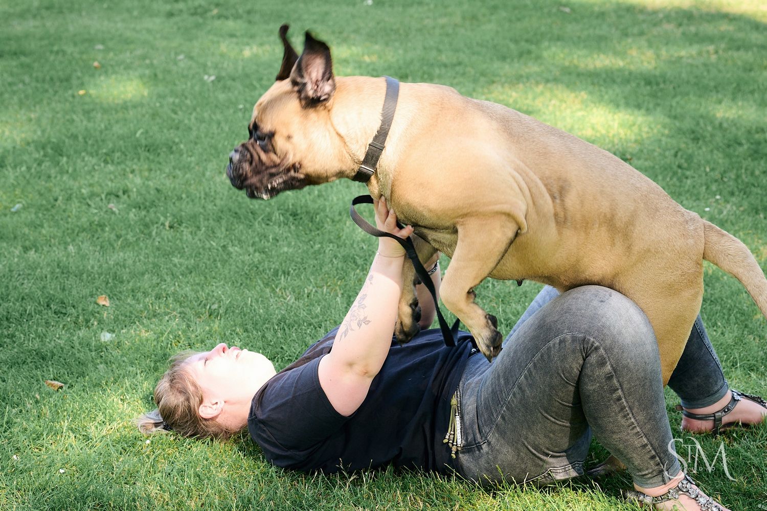 A large tan French Bulldog playfully climbs on a woman lying in green grass outdoors.